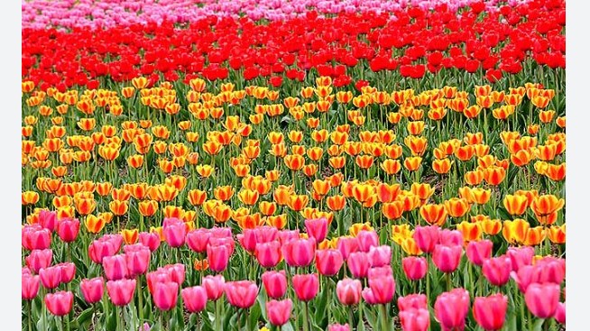 Tourism Department hosting 2-DayTulip Festival- 2023 at Sanasar from April 26
