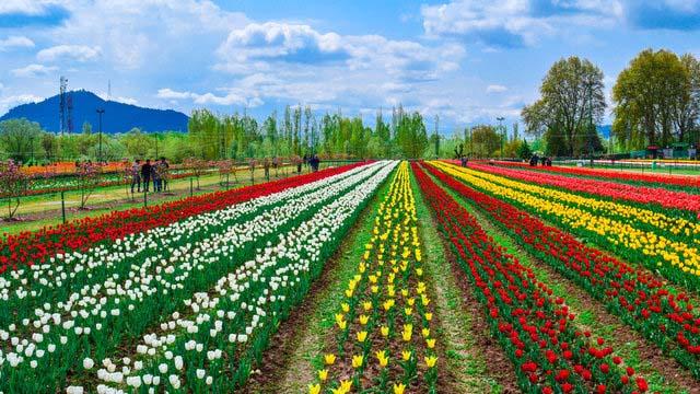 Online ticket booking system started for Srinagar’s Tulip Garden