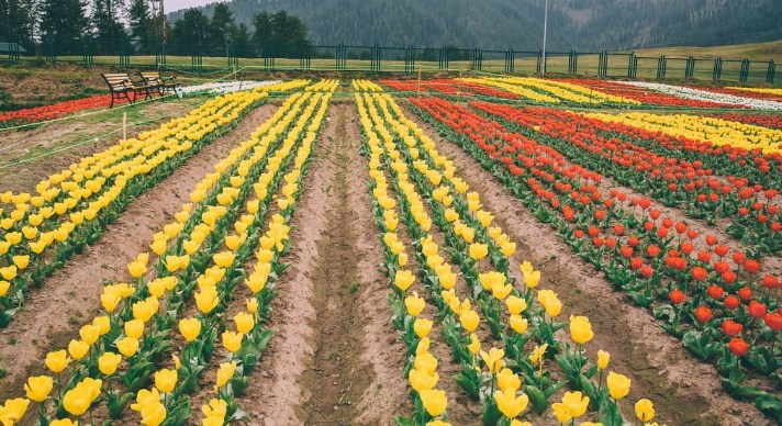 Tulip garden Sanasar records visit of over 53000 tourists