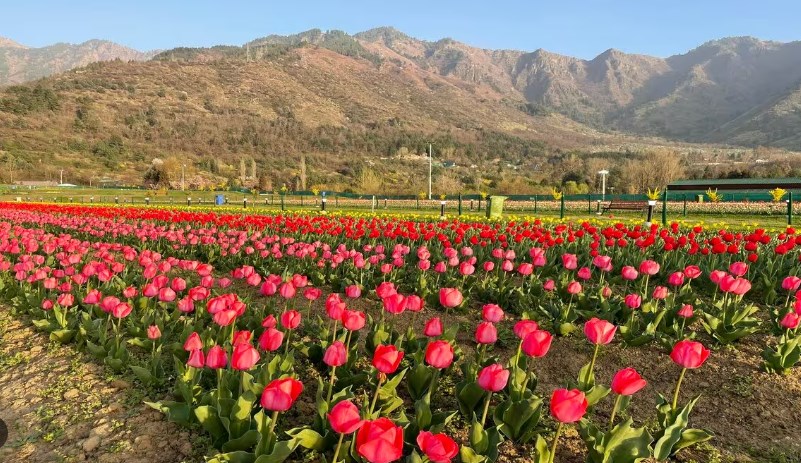 J&K is Beautiful, and even more so during the Tulip Season: PM Modi