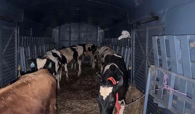 First-ever rail shipment of exotic bulls reaches Kashmir, boosts dairy sector prospects