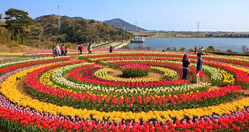 Asia’s largest Tulip Garden in Srinagar to open for visitors on March 16