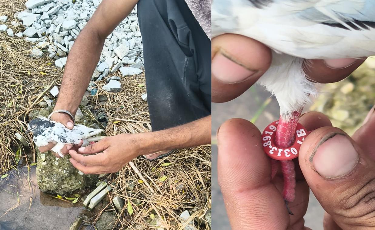 Pigeon With Numbered Ring Found Near Border In Samba