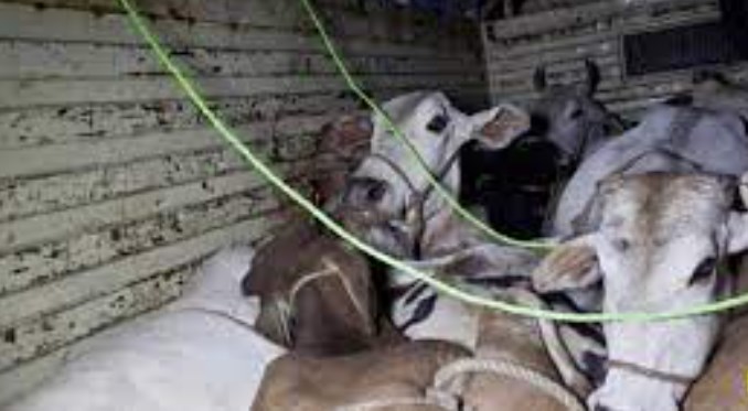 Five bovines rescued, vehicle seized by Samba Police
