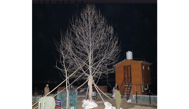 J&K Forest Dept conducts successful transplantation of two tall Chinars at Char Chinar, Dal Lake